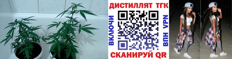 Купить закладки Грязи Дистиллят ТГК вейп